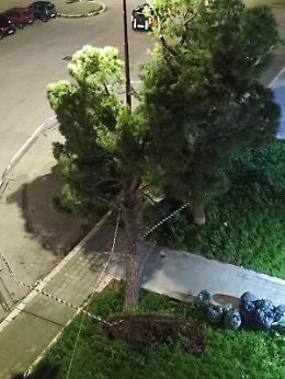 Ancora un albero abbattuto dal vento, questa volta &egrave; crollato un pino