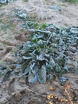 Gelate improvvise stanno devastando le campagne pugliesi. Le foto