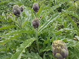 Crollano i prezzi alla produzione, carciofi lasciati nei campi