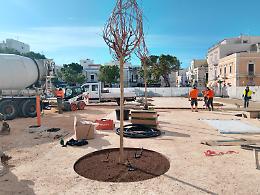 Piazza Sant&rsquo;Agostino, dubbi sugli alberi piantati dopo l&rsquo;abbattimento dei pini