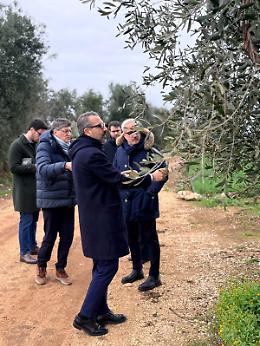 Xylella, caso isolato nell&rsquo;agro di Bitonto: scattano i controlli. Le foto