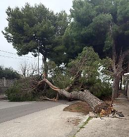 Cade un grosso albero in via Pavese, strada chiusa a Talsano. Le foto
