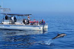 Alla Jonian Dolphin Conservation la Medaglia del Mare &ldquo;Enzo Maiorca&rdquo;. Le foto