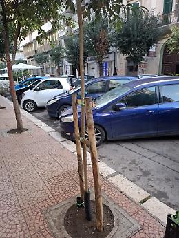 Via Nitti si rinnova con 20 nuovi alberi donati da un imprenditore