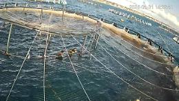 Cormorani assediano gli allevamenti di pesce, ogni uccello divora 10 chili di pesce al mese