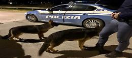 Cani smarriti nella notte, la Polizia li mette in salvo