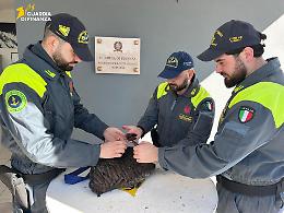 Pesca di frodo: sequestrati datteri, novellame e ricci di mare. Le foto