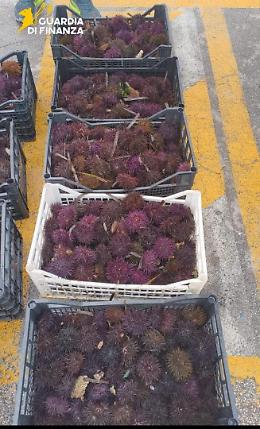 Ricci di mare, sequestrati oltre 3.000 esemplari e multe per 16.000 euro