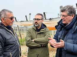 Xylella, focolaio sotto controllo: &laquo;Nessuna espansione dopo 2 anni&raquo;. Le foto