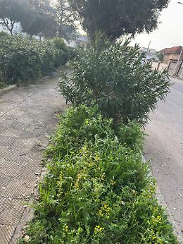 Manduria Migliore denuncia il degrado in viale Medaglie d&rsquo;Oro. Le foto