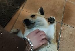 &ldquo;Dietro la divisa batte un cuore sensibile&rdquo;: cagnolino salvato in Questura e adottato da un agente. Le foto