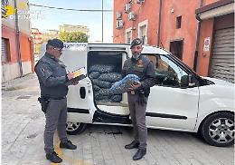 Vongole e tartufi di mare pericolosi, maxisequestro della Guardia Finanza