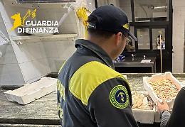 Controlli su pesce e ricci di mare, sequestri tra Porto Cesareo e Gallipoli