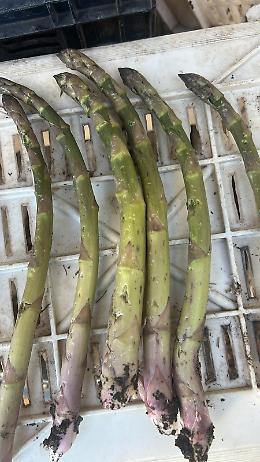 Grandine devastante in Puglia, &ldquo;Un bollettino di guerra nei campi&rdquo;