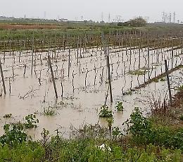 Maltempo, campi allagati e danni alle colture: &ldquo;Situazione critica&rdquo;