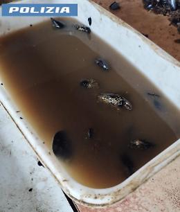 Ecco come lavoravano le cozze, blitz della Polizia di Stato. Le foto shock