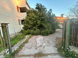 Albero crolla in un condominio ai Tamburi, paura nel giorno di Pasqua