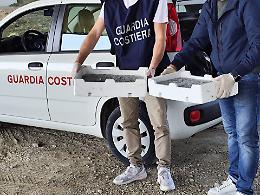 Novellame sequestrato, sequestri della Guardia Costiera