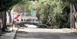 Albero crolla per il vento, muore una bambina di 13 anni