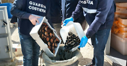 Ricci lavati con acqua contaminata: sequestri e denuncia in un ristorante. Le foto