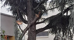 Alberi e sicurezza, paura nelle scuole dopo la tragedia di Alicia. Proclamato il lutto cittadino