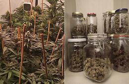 Serra di marijuana in casa, scoperta piantagione indoor: denunciato un giovane