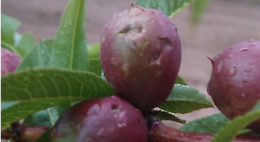 Violente grandinate, danni a ortofrutta, vigne e ulivi