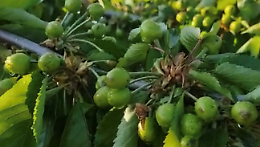 Ciliegie, azzerata la produzione a causa della grandinata. Le foto