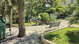 Palma crolla in piazza Cappuccini, tragedia evitata per pochi istanti