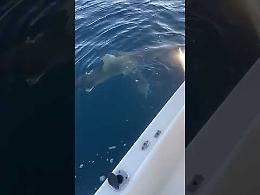 Squalo Mako attacca barca al largo di Gallipoli. Il video