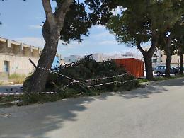 Alberi abbattuti, le associazioni insorgono: &ldquo;Scelte senza criterio&rdquo;. Le foto