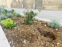 Rubate le piantine delle nuove aiuole in via Manzoni. Le foto