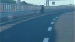Toro sulla carreggiata dell’A14: traffico bloccato nella notte. Il video