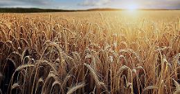 Grano a rischio per rincari di urea e gasolio, l&rsquo;allarme di Confagricoltura