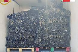 Diossina in mare, scatta maxi sequestro di cozze