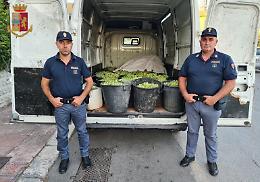 Furti di uva nelle campagne, recuperati e restituiti al proprietario 6 quintali appena rubati