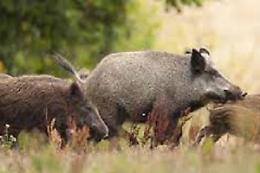 Emergenza cinghiali in Puglia: via libera al piano straordinario per il contenimento della fauna selvatica