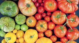 Raccolta del pomodoro in crisi in Puglia: produzione giù del 30%
