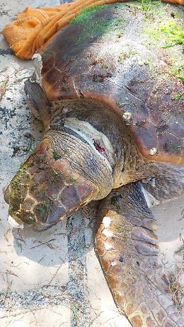 Tartaruga Caretta Caretta salvata a San Vito
