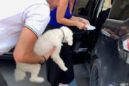 Un barboncino chiuso in auto sotto il sole cocente, salvato dalla Polizia Locale