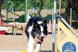 Pet therapy, ovvero quando diversità fa rima con felicità