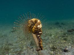 Oltre 100 cavallucci marini tornano nel Mar Piccolo: rilascio al molo dell’ex Idroscalo