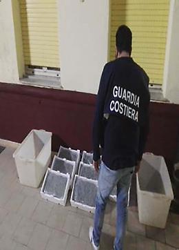 Sequestrati 85 chili di faloppa