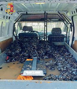 Doppio sequestro di cozze pericolose