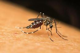 Primo caso di virus West Nile nel Salento: positivo un donatore di sangue