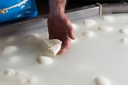 Consorzio di tutela della mozzarella di bufala campana Dop, allarme aumento costi per crisi Iran, possibili rialzi dei listini