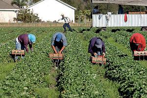 Controlli nelle campagne: lavoro irregolare e gravi violazioni, sospesa un’azienda agricola