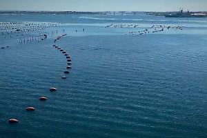 Mitili del Mar Piccolo, replica di Commissario e Asl: “Dati scientifici e controlli rigorosi”