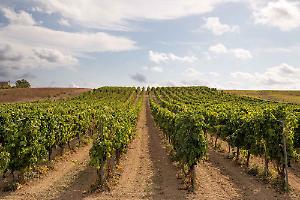 Vigneti pugliesi in crescita, proroga per le domande di nuovi impianti