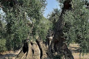 Alberi monumentali in Puglia, tra record di biodiversità e minaccia Xylella